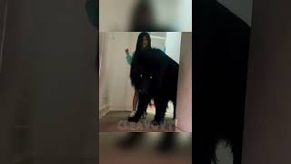 My Pet Is The Best 💀