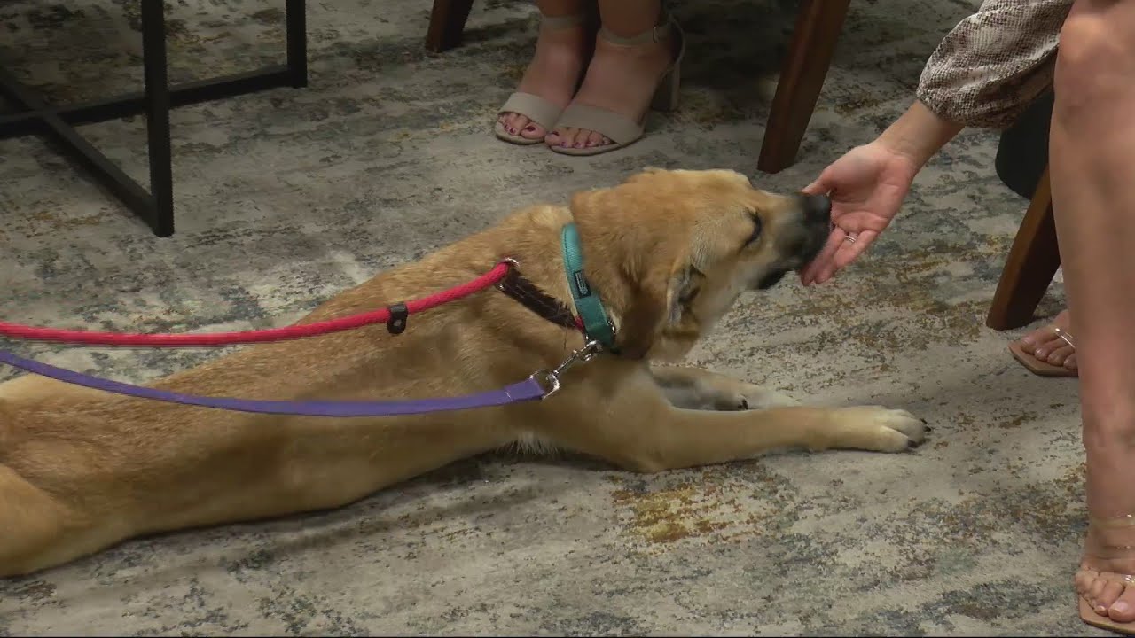 CI Living Moore's Rescue Ranch