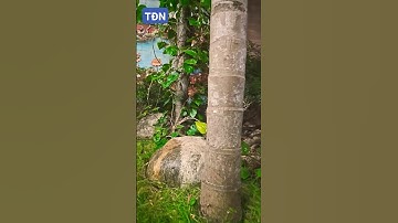 Cây cau lùn biến thành Cau Cao #tamdaonui