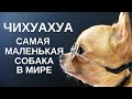 Чихуахуа – самая маленькая собака в мире!