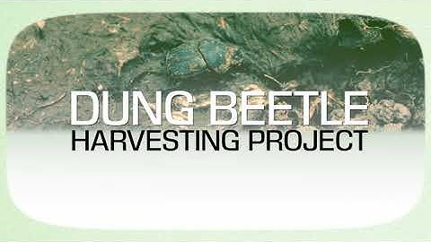 Farmers establishing dung beetle nurseries for breeding and harvesting