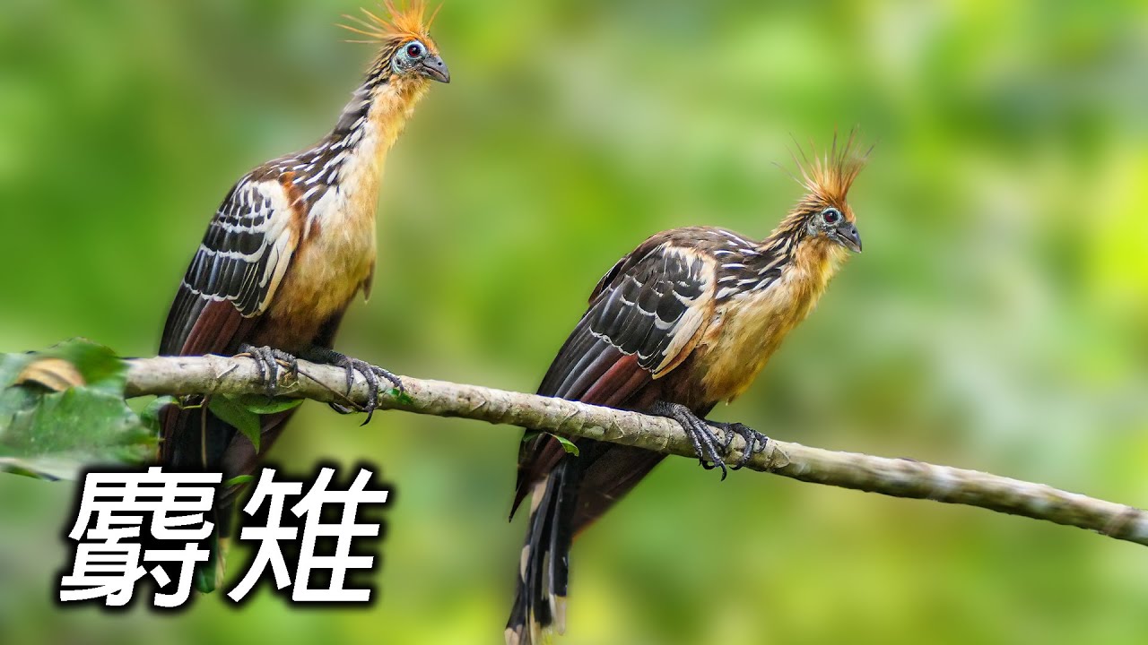 嫦娥奔南北極 探訪加拉巴哥群島的麝雉 上【第四十二集】Travel around and discover the wonders of ...