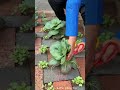 Practical Tips for Vegetable Transplanting in Tile Gaps