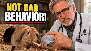 Why Your Rabbit Won't Stop Chewing, And It ISN'T Bad Behavior