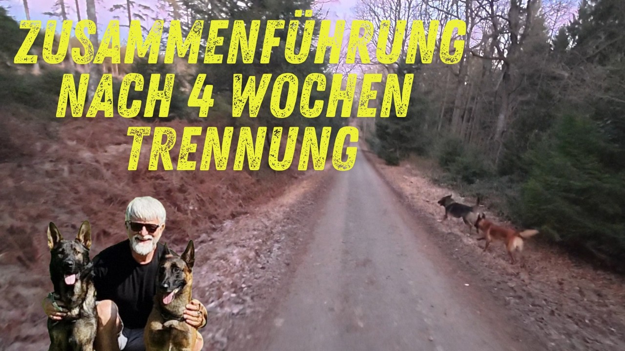 Zusammenführung nach 4 Wochen Trennung. Malinois und Deutscher Schäferhund. Beides Rüden.