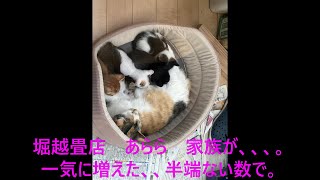 ネコ家族　 5人も　増えた、ぞ。【堀越畳店】