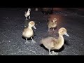 Cute Baby Ducks Come Over To Say Hi - Mom And Dad Ducks With Ducklings Out For A  Night Walk