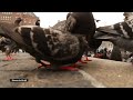 Pigeons are gross. They're also wildly underrated.