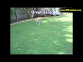 Great Dane, Puppies, For, Sale, In, Olathe, Kansas, County, KS, Fairfield, Litchfield, Middlesex, To Great Dane, Puppies, For, Sale, In, Olathe, Kansas, County, KS, Fairfield, Litchfield, Middlesex, To