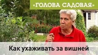 Голова садовая - Как ухаживать за вишней