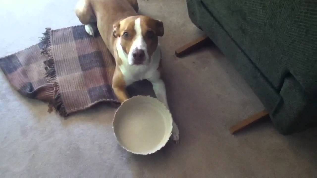 aussie pit mix puppy