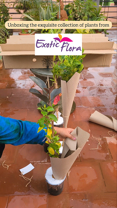 Unboxing the exquisite collection of plants from Exotic flora #onlineplants #urbanjungle