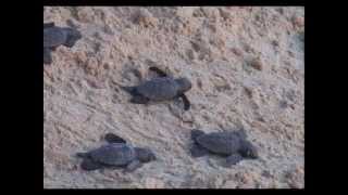 Turtling hatchling release in Barbados: experience the thrill!