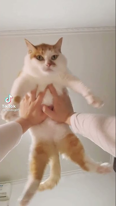 Download lagu please don't pet me  😂 #shorts #cats #catlife