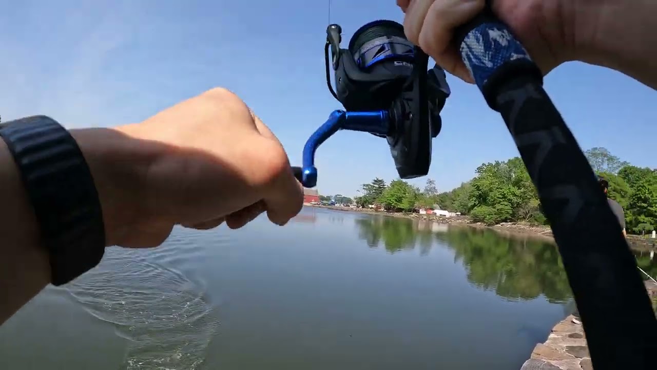 Striped Sea Bass at Kirby Lake