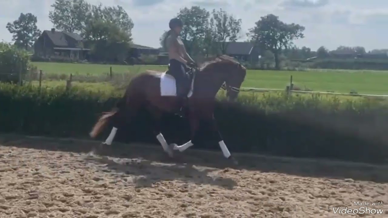 young dressage prospect for sale in the Netherlands! Kwpn stallion, *2021, by For Romance- Ferguson