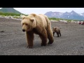 Reactions to CLOSE BROWN BEAR encounter