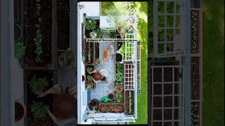 How much did my balcony garden change in 6 weeks #vegetablegarden #balconygarden #growyourownfood