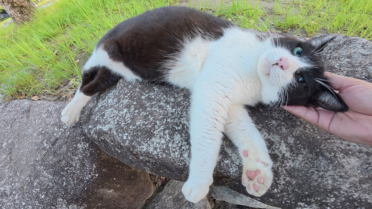 A cat resembling a panda relaxes in the evening garden, enjoying