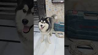 Khuni Ranjis 🤔 @huskythejacky4496 #shortviral #husky #shortvideo #trendingshorts #doglover #pug