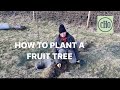 How to plant a fruit tree