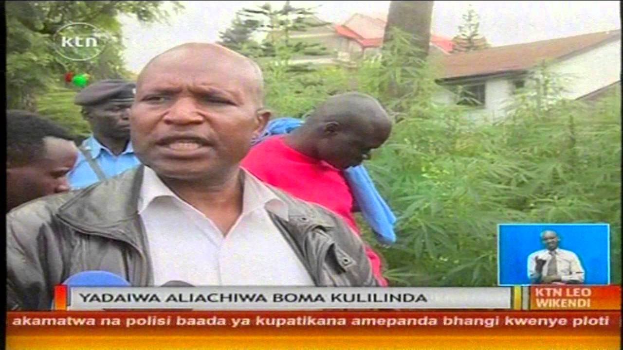 Jamaa akamatwa kwa kupanda mmea wa bangi kwenye ploti isiyo yake jijini Narobi