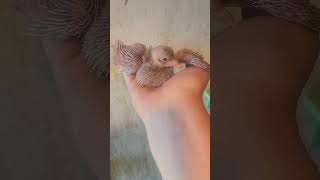 Baby Yellow Birmingham Roller Pigeon