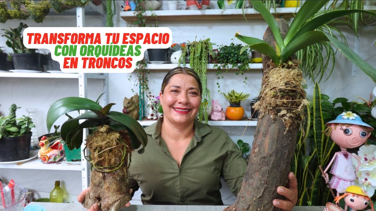 Como Cultivar Orquídeas Phalaenopsis en Troncos, quedan hermosas!