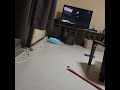 【座って🖥テレビを見る猫の姿🐱可愛すぎて💕ついつい見ちゃう！👀】