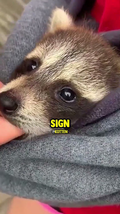 Woman saved baby raccoon from a busy road🥺❤