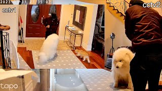 Samoyed is Not a Guard Dog Material