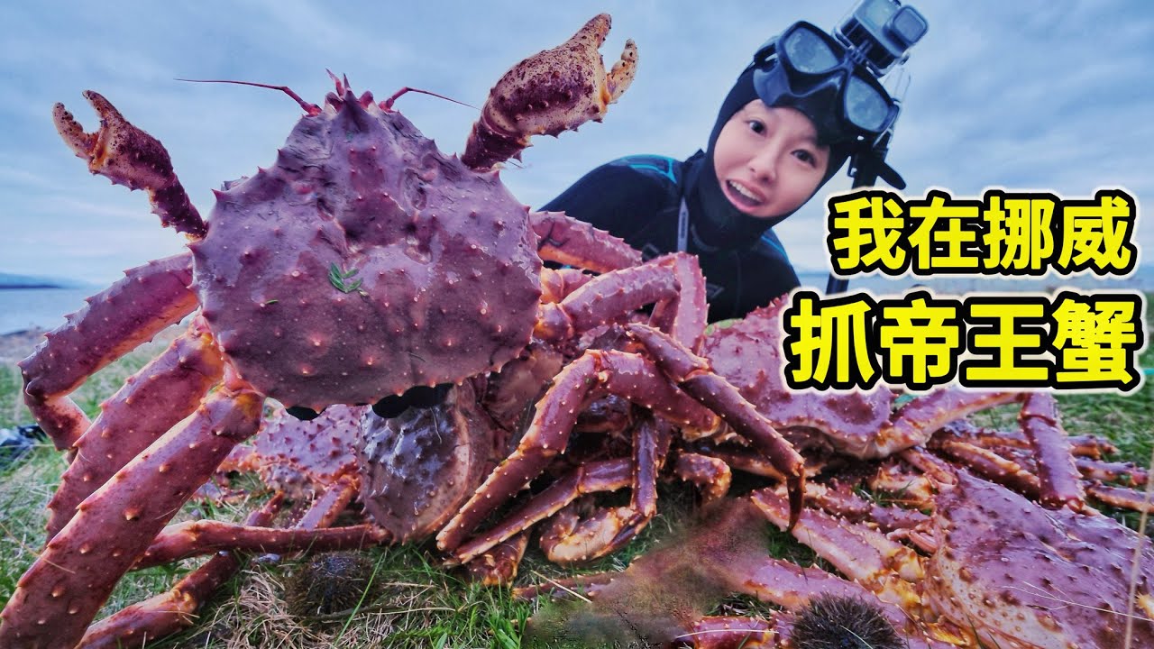 挪威帝王蟹泛滥，冰海潜水抓螃蟹，1小时收入破万！| 帝王蟹 | 挪威 | 户外 | 赶海 | 浮潜 |