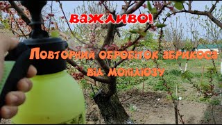 Важливий обробіток абрикоса від моніліозу.