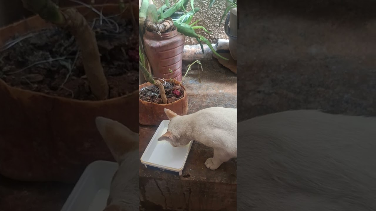 Cute cat drinking milk 🥛 😍 😋 
