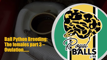 Breeding Ball Pythons; The Females Part 3 - Ovulation....