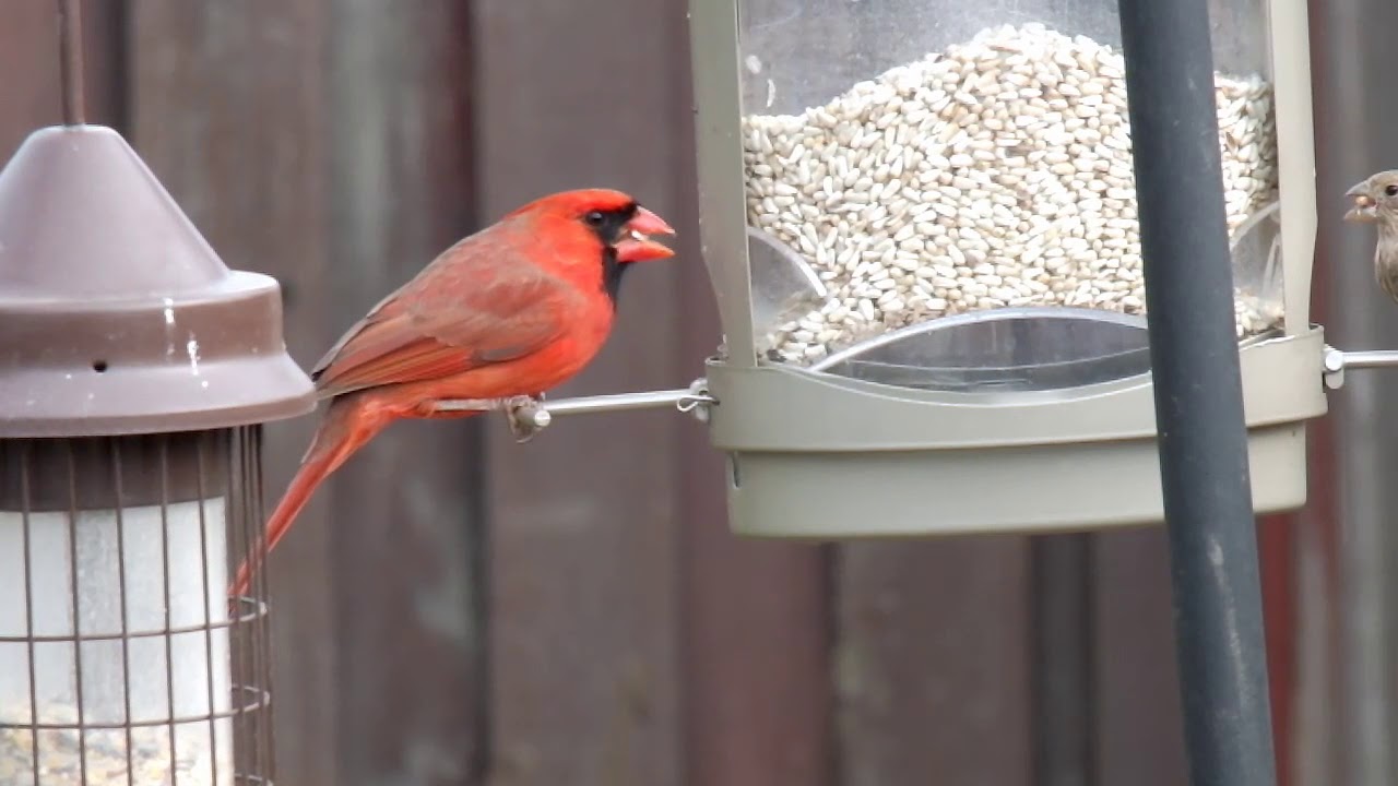 Stunning Male Northern Cardinal at my Backyard Feeder