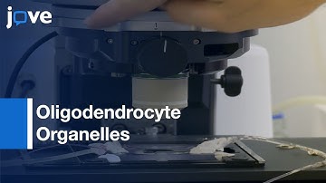 Oligodendrocyte Organelles Imaging by AAV and Confocal Microscopy | Protocol Preview