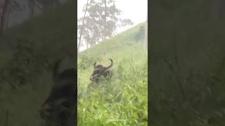 Bison#wildlife#shots #shorts #ytviral #eco #shortsfeed #ytviral ##periyar #gavi #wildanimals #yt