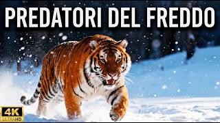 Wild Siberia: The Cold's Deadliest Predators 4K screenshot 5