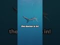 Sharks are the doctors of the ocean