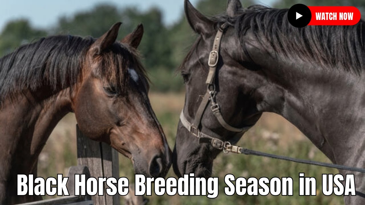 gemakkelijk te kwetsen Afkorting Papa Black horse breeding season in USA | Beautiful Horses At My Farm House -  YouTube