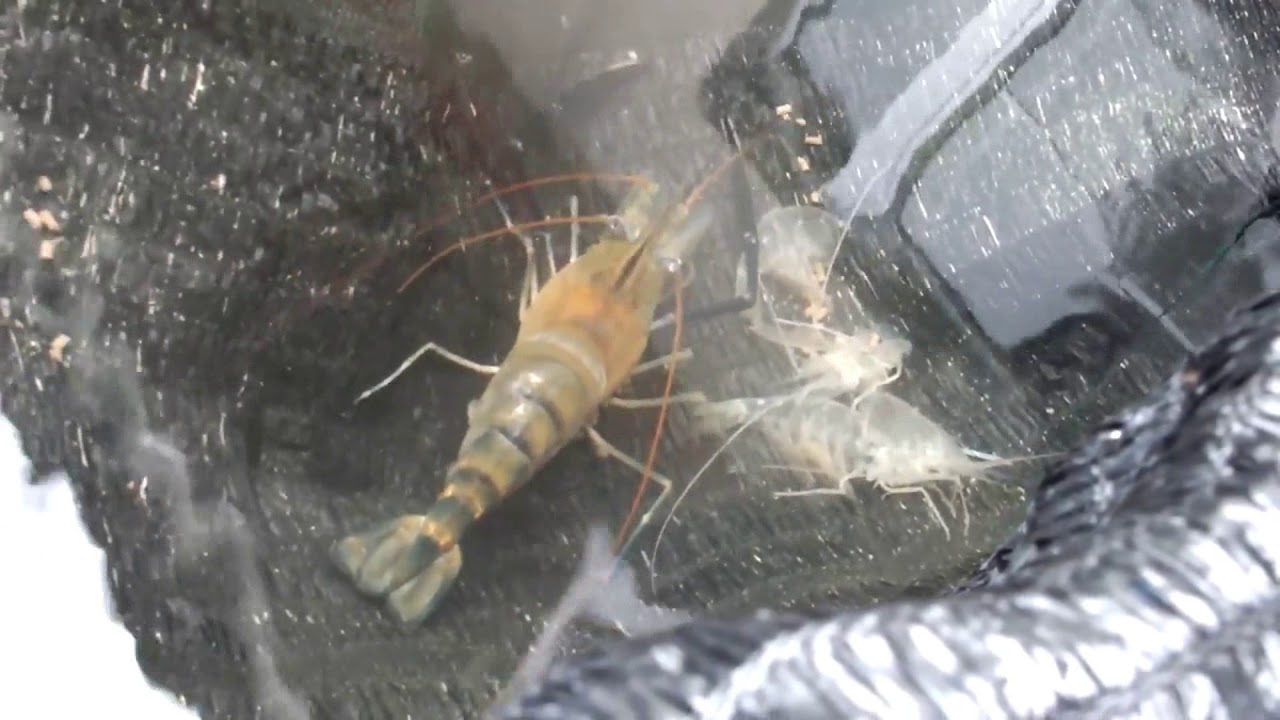 Cara Praktis Budidaya Udang Galah Yang Menguntungkan