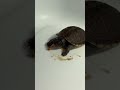 Funyun, the eastern box turtle, eating a mealworm. eats the whole thing in under two minutes.