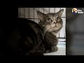 Cat Gets Rescued From Brooklyn Subway Tracks | The Dodo