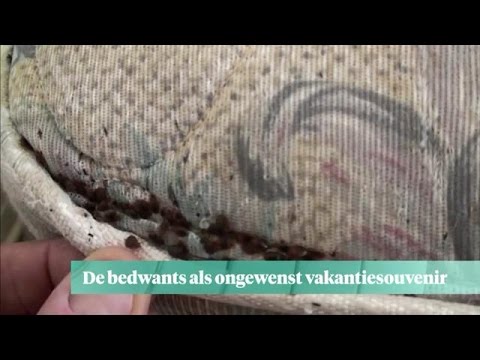 Video: Verschil Tussen Schurft En Bedwantsen