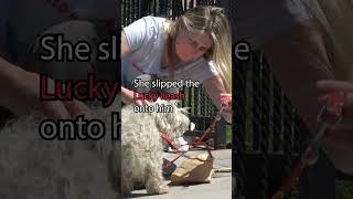 A Dog Was Looking For A Girlfriend And Got Lost - Full Video .Hopeforpaws