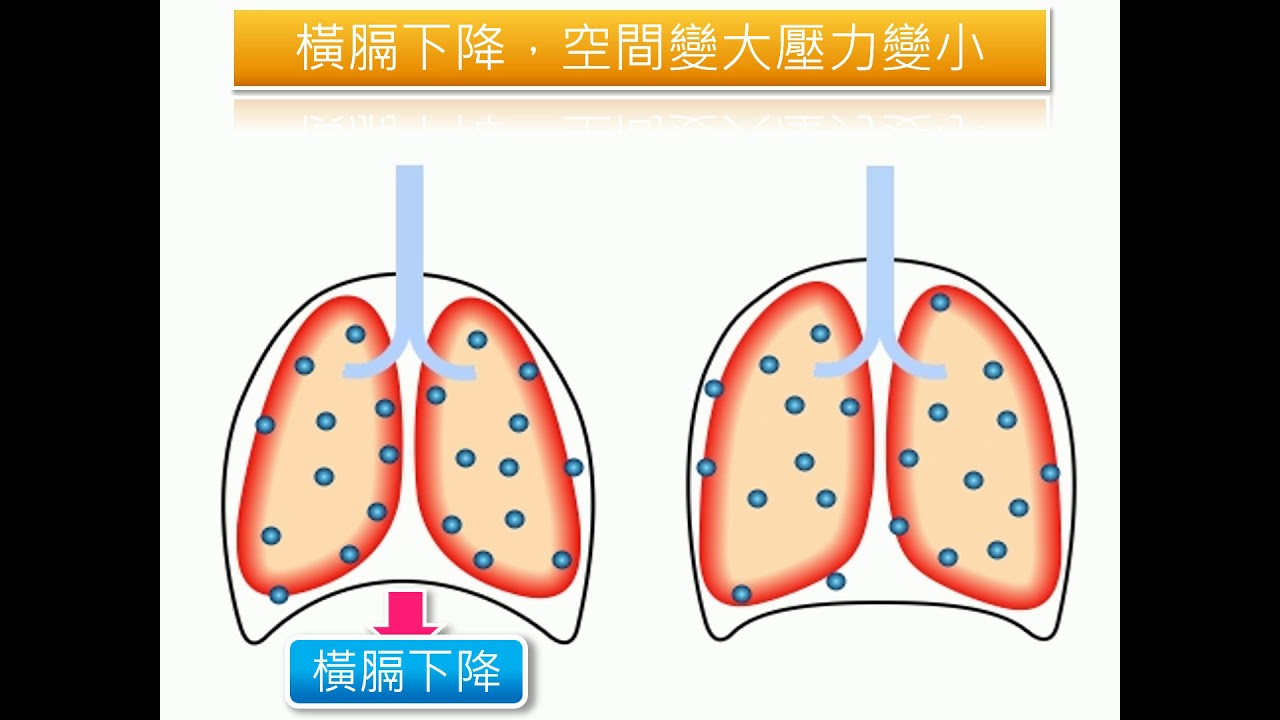 恆定性 人類的呼吸構造與呼吸運動 Youtube