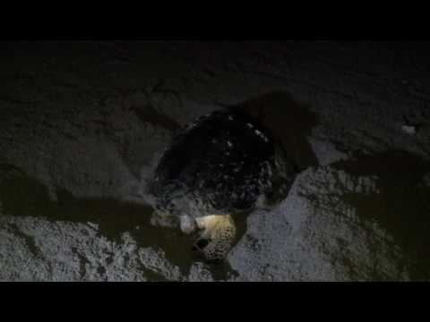 CCR leatherback turtle digging nest