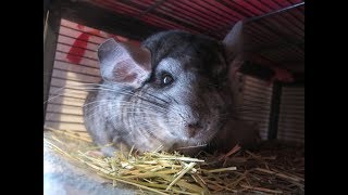 10 Things Chinchilla Owners Should Never Do