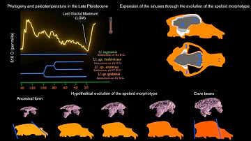 ¿Se extinguieron los osos de las cavernas?